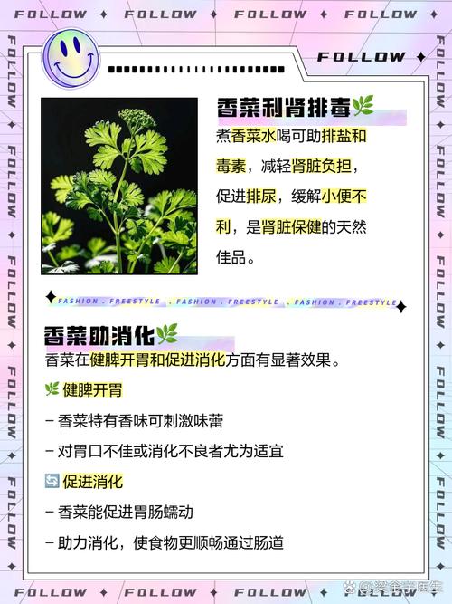 大把吃香菜的作用,吃香菜有什么功效?