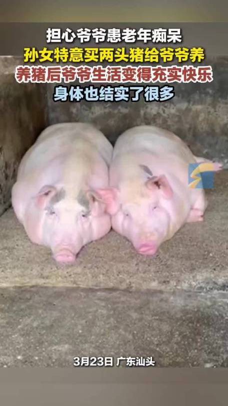 孙女给爷爷买两头猪养防老年痴呆,爷爷喂猪