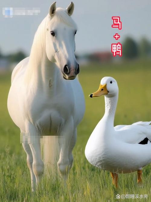 笨头笨脑打一生肖,笨头笨脑打一生肖是什么动物