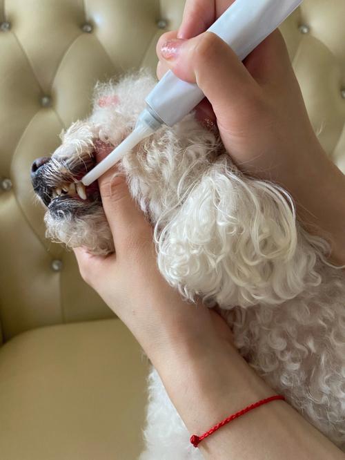 “牙膏脾气”打一生肖是什么,牙膏猜一个动物
